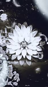 Black And White Flower Screensaver Cute Iphone Wallpaper Phone Wallpaper Flower Wallpaper Wallpaper Backgrounds