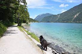 04 wanderung mit hund ufer achensee tirol oesterreich achensee achensee tirol tirol