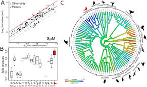 In most higher educational institutions, the systems are based on both letters and percentage, which allows matching grades from different systems. Parrots Have Evolved A Primate Like Telencephalic Midbrain Cerebellar Circuit Scientific Reports
