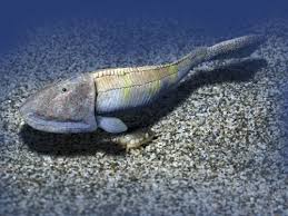 Image result for Cephalaspis