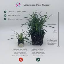 Buy dianthus plumarius 'mrs sinkins' from sarah raven: Dianthus Plumarius Garden Pink Mrs Sinkins Hardy Scented Plant Calamazag Plant Nursery