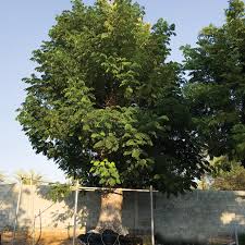 Image result for Samanea saman