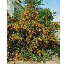 Image result for Pyracantha coccinea soleil d'or