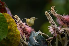 In this lesson, you will learn a big list of animal names in english with esl pictures to help you expand your vocabulary. Photographing The Birds Of Enchanting Sikkim