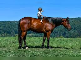 Image result for tbn:tVj6rqcH-AQR9M::www.pregonagropecuario.com.ar/images/caballo_overo.jpg