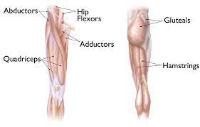 The hips also enable people to lift their feet two individual muscles called the psoas major and the iliacus form the iliopsoas muscle. Hip Strains Orthoinfo Aaos