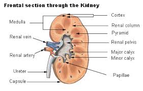 The renal papilla in any of the rats including those with. Renal Papillary Necrosis Wikipedia