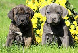 The cane corso is a native of italy, where they played watchdog and hunted wild boar. Cane Corso Puppies For Sale Puppy Adoption Keystone Puppies