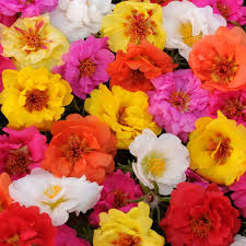 © moss rose mimarlık 2018. Happy Trails Hybrid Moss Roses Mix Container Gardening Jung Seed Company