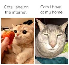 Facebook twitter reddit pinterest tumblr whatsapp email link. Cat Owners Are Making Memes About What It S Like Living With One And They Re Spot On 109 Pics Success Life Lounge