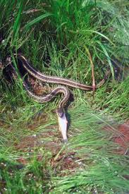 We did not find results for: How To Identify Get Rid Of Garter Snakes
