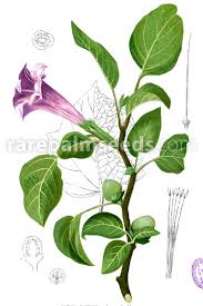 Image result for Datura metel