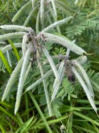 Image result for Tephrosia acaciifolia