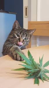 maconha maconha