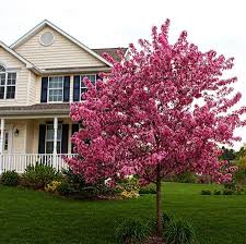 Fortunatamente, ci sono un numero enorme di varietà evergreen belle e resistenti tra cui scegliere. 40 Zone 7 Flowering Fast Growing Trees Com Ideas Fast Growing Trees Growing Tree Flowering Trees