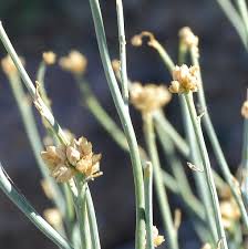 Image result for Hermbstaedtia scabra