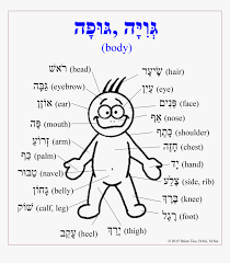 When these are damaged, it may be impossible to recognize faces even of intimate family members.the pattern of specific organs, such as the eyes, or of parts of them, is used in biometric identification to uniquely identify individuals. Transparent Body Parts Clipart Parts Of Human Body In Hebrew Hd Png Download Transparent Png Image Pngitem