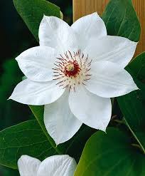 We did not find results for: Clematis Miss Bateman Plants Clematis Clematis Plants