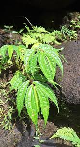 Image result for Elatostema monticola