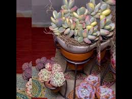 Cotyledon orbiculata variegata (旭波之光) plants for sale displayed in 100mm pots. Cotyledon Orbiculata Oophylla Variegated Korea Succulent Rare Succulent Youtube