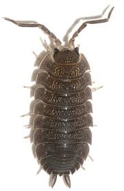 Żywi się ona rozkładającymi się szczątkami zwierząt i roślin. Zwalczane Owady Pluskwy Karaluchy Karaczany Muchy Muszki Mrowki Komary Mole Pchly I Inne Erpol