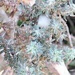 Image result for Eriocephalus racemosus