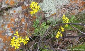 Image result for Cineraria mazoensis