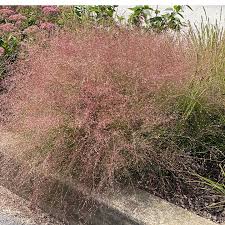 Image result for Eragrostis patens