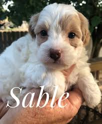 Our yorkiepoo puppies for sale are an adorable, small companion that will bring laughter and friendship to your home. Yorkie Poo Puppies For Sale In Texas