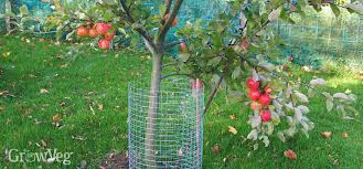 Making your own homemade spray for fruit trees is not difficult and does not require a lot of ingredients. 5 Organic Ways To Foil Fruit Tree Pests