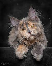 maine coon panosundaki pin