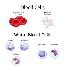 To monitor a medical condition: What Does A Low White Blood Cell Count Mean The Answer Isn T Simple