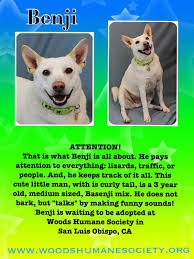 Pin By Marianne Bollinger On Woods Humane Society Humane Society Best Dogs Pets
