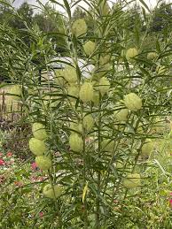 Image result for Gomphocarpus glaucophyllus