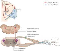 Image result for Hoffman Sign