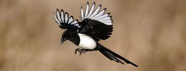 The male gathers sticks for the exterior. Efficiency Will Triumph Tours And Activities Will Be Healthier After Covid Baidi Li Wants To Bring The Luck Of Magpie To Apac Wit