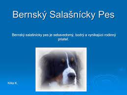 Pokiaľ ste odpovedali áno, znamená to, že váš pes je pri každom styku s iným psom vystavený infekciám. Ppt Bernsky Salasnicky Pes Powerpoint Presentation Free Download Id 5072934