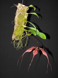 Image result for Bulbophyllum intertextum