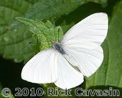 Black And White Butterfly Spiritual Meaning What Does It Mean When You See A White Butterfly A White Butterfly Spiritual Meaning Talks To Us About Bles White Butterfly Butterfly Meaning Butterfly Quotes