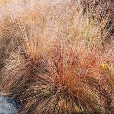 Image result for Sporobolus panicoides