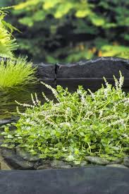 Image result for Rotala tenella