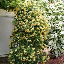 Image result for Lonicera