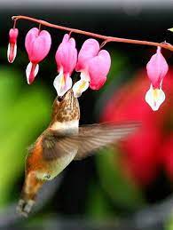 Pin By Mable Sparks On Birds Bees Butterflies Hummingbird Beautiful Birds Bleeding Heart