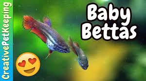 However, it's not something to be taken lightly. Siamese Fighting Fish Fry New Colors Youtube