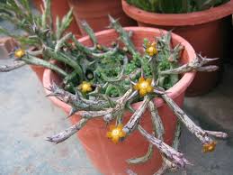 Image result for Orbea schweinfurthii