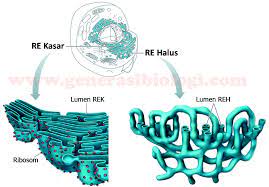 We did not find results for: 10 Struktur Dan Fungsi Organel Organel Sel Terlengkap Generasi Biologi