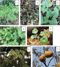 Role Of Medicinal And Aromatic Plants Past Present And