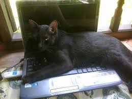 Menurut american academy of dermatology yang dikutip dari livestrong , perawatan rambut yang baik dapat membantu menjaga. Kucing Hitam Lirik