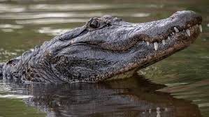 Download 391 alligator standing stock illustrations, vectors & clipart for free or amazingly low rates! Here S How Many Alligators Have Been Removed From Disney Wtsp Com