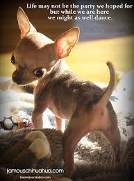 Kerajaan anjing chihuahua ras terkecil di dunia. Famous Chihuahua Binatang Lucu Anak Anjing Lucu Chihuahua